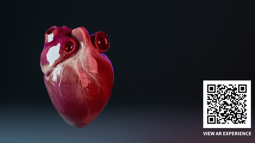 Human Heart Augmented Reality experience